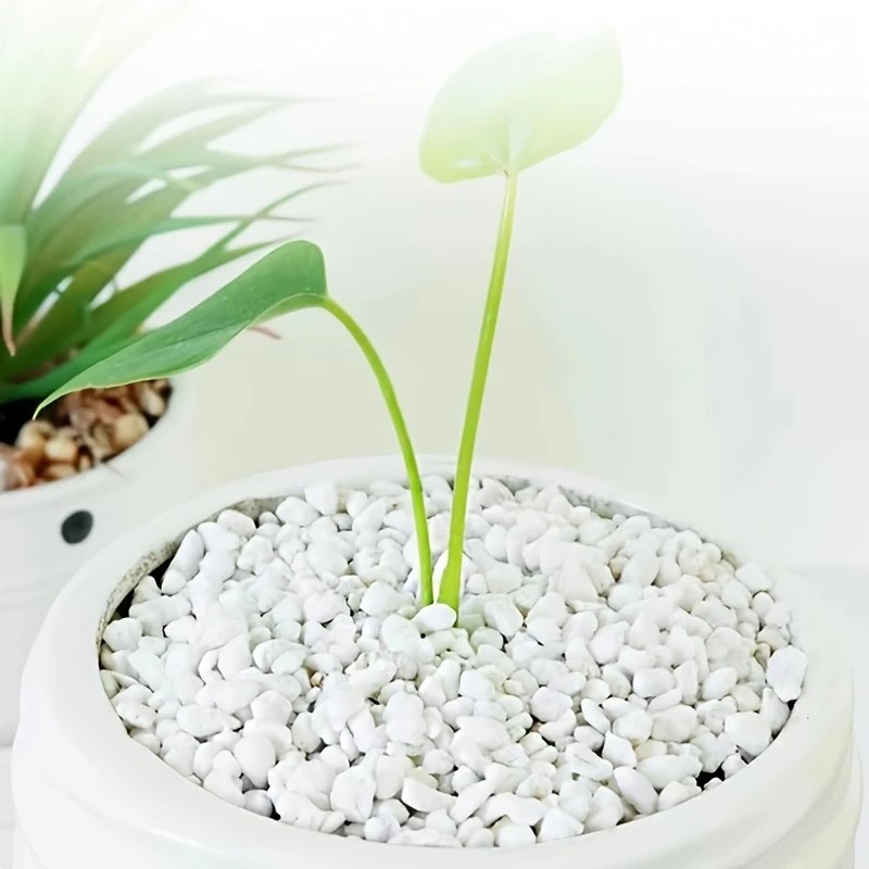 Pet Beds - 1L hoogwaardige perliet sappige orchidee universele