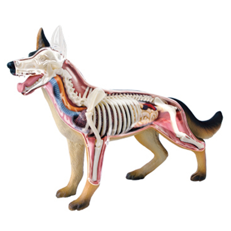 Anatomisch model van dierlijke - Dog Toys recensie en prijs