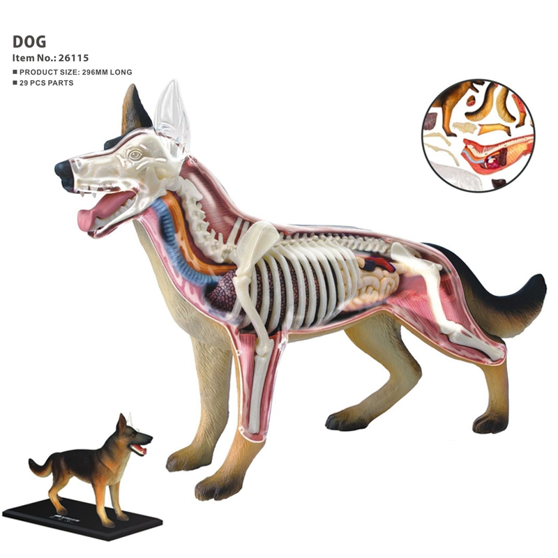 Anatomisch model van dierlijke - Dog Toys recensie en prijs