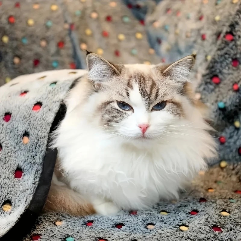3 STKS Zachte Pluizige Huisdie - Pet Beds recensie en prijs